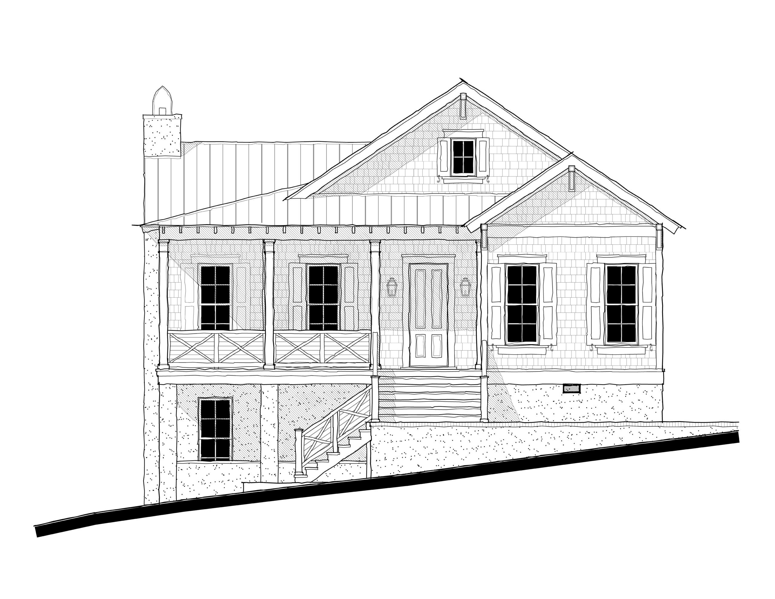 Willow Oak (233147)